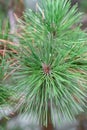 Japanese black pine Pinus thunbergii var. Thunderhead pine twig